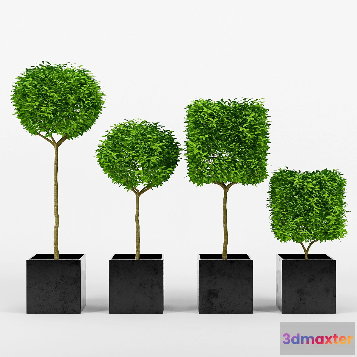 642911 - collection of plants_2