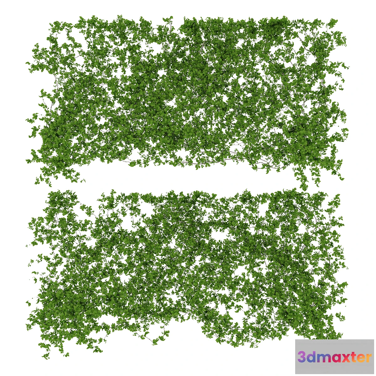 645451 - Wall of leaves