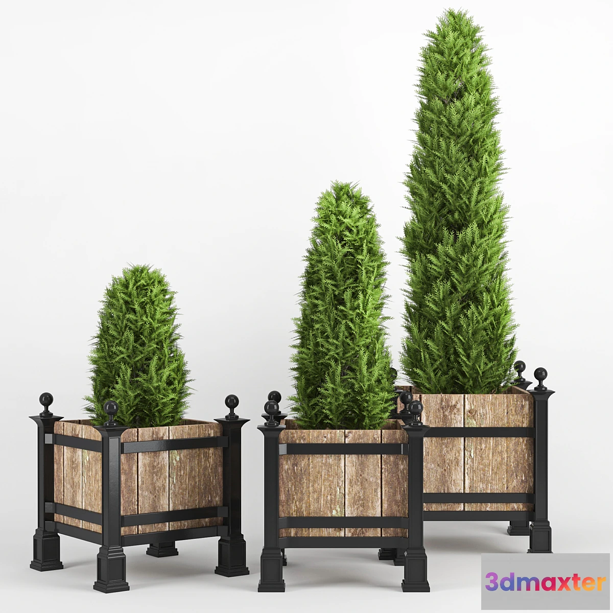 645827 - thuja occidentalis - No.2