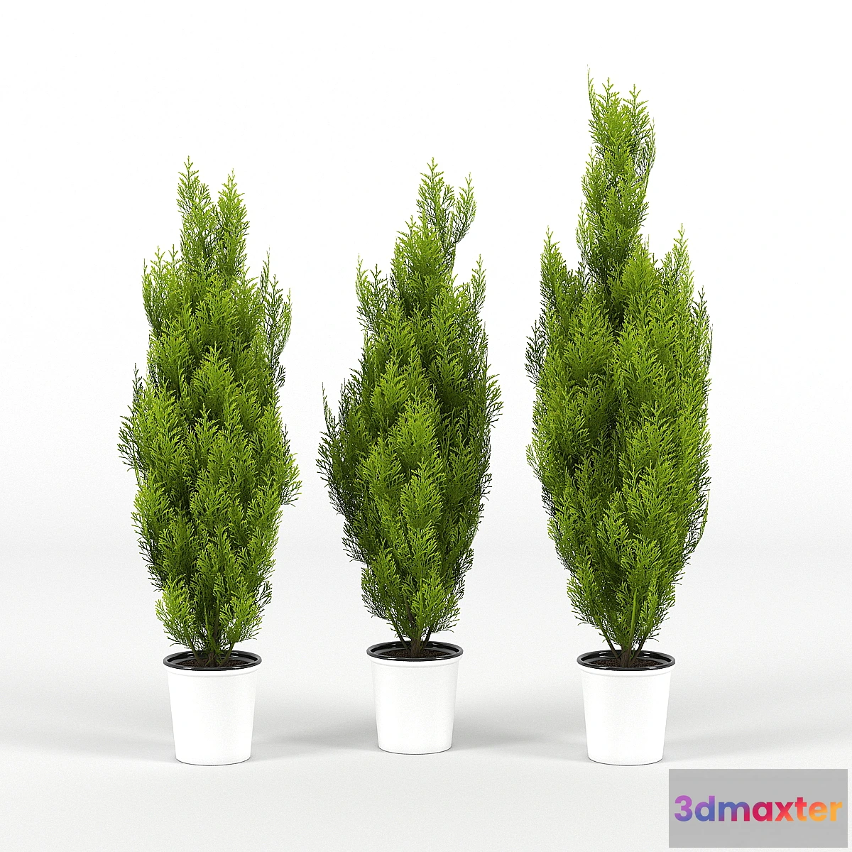 646069 - Cupressus wilma