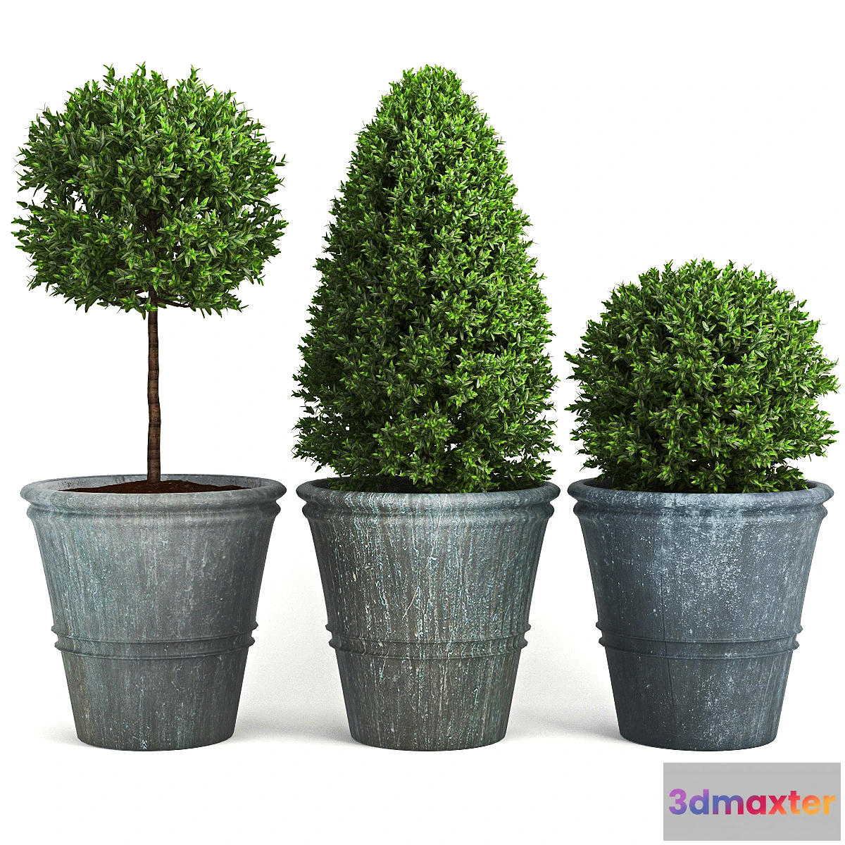 649957 - Buxus_two