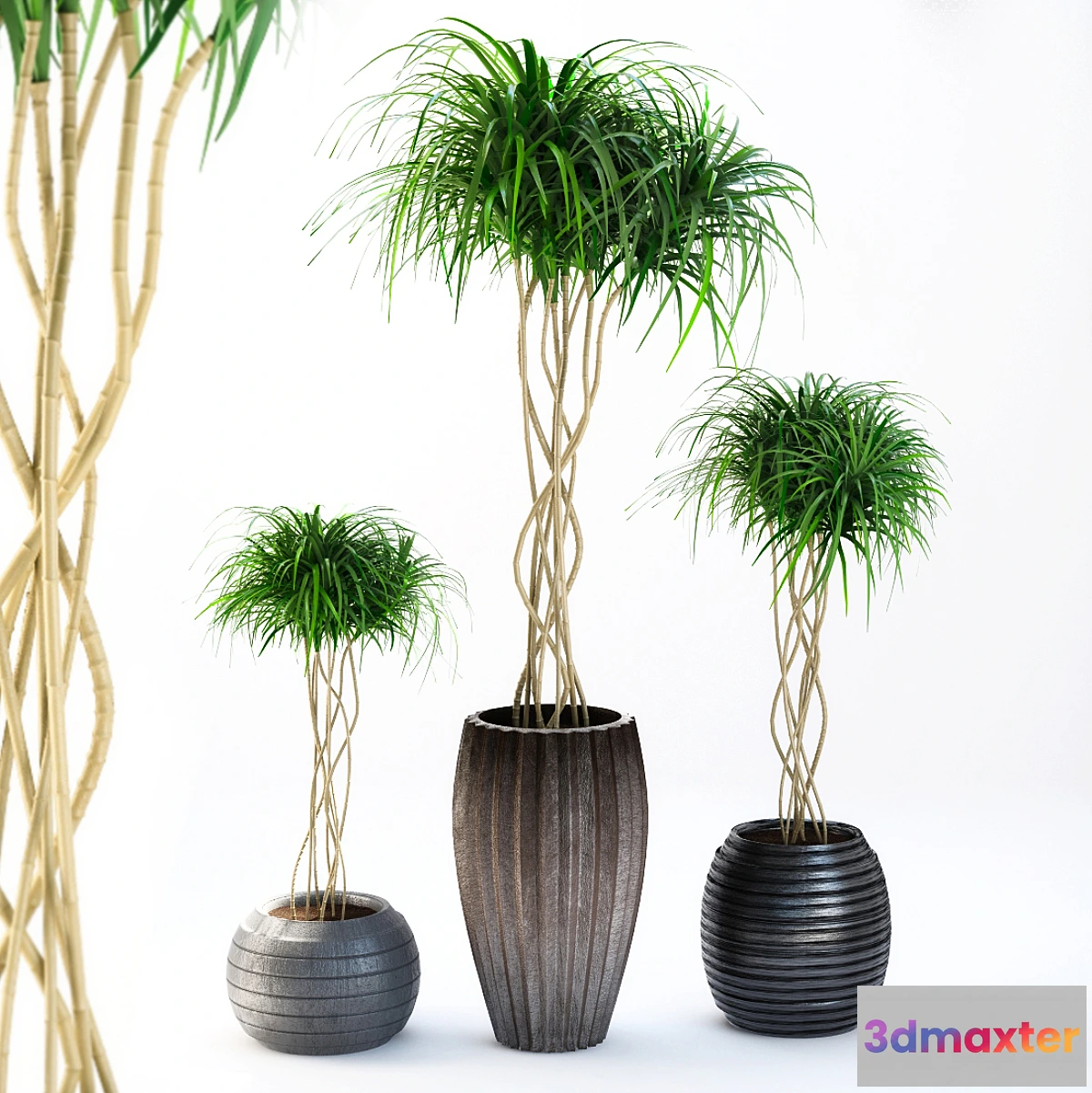 650147 - outdoor plants