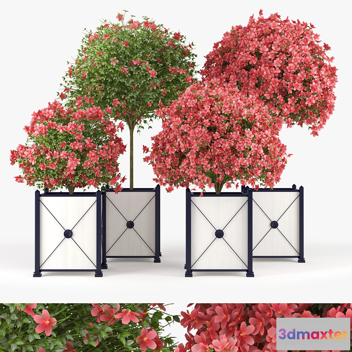 654611 - Seminole Pink Hibiscus