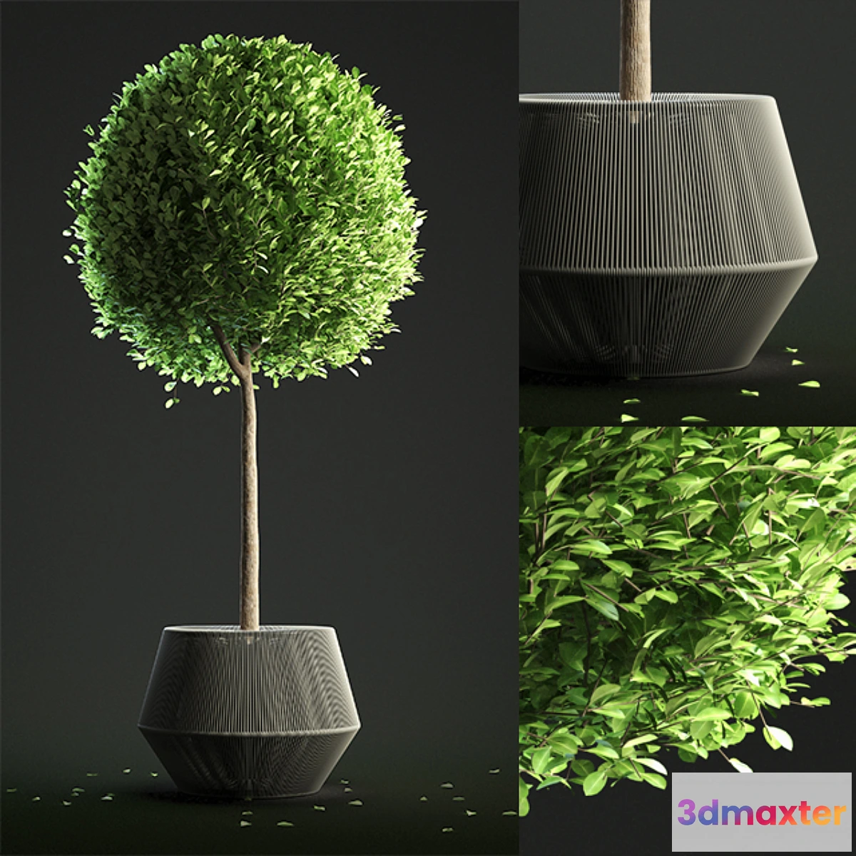 654959 - Buxus Sempervirens in Pot