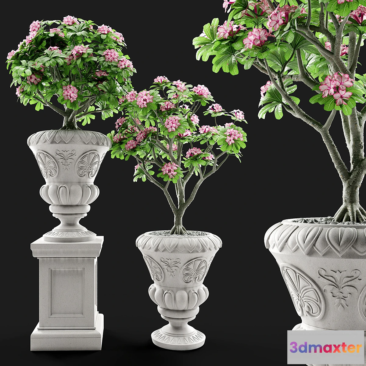 655065 - Adenium Desert rose in classic vase.