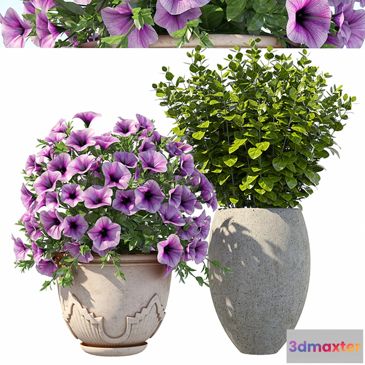 658045 - Petunia with bushes