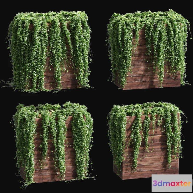 660281 - Ivy in tubs. 4 models