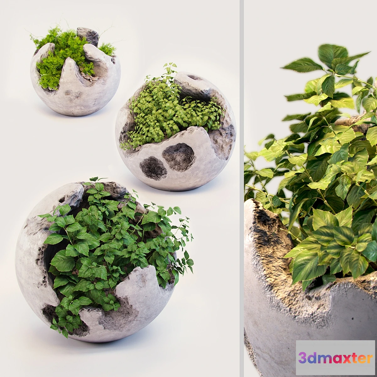 662929 - Round concrete pots with plants