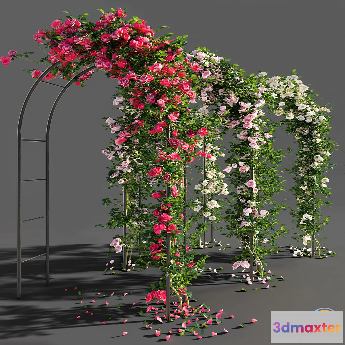 666849 - Roses - No.5