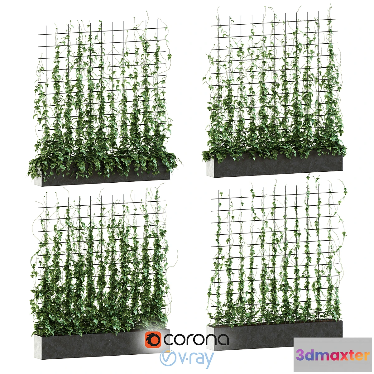 667301 - Ivy on the grid - No.2