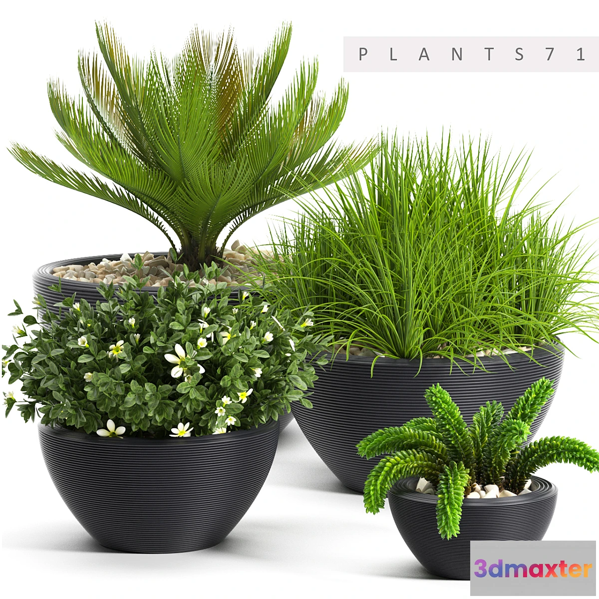 672083 - PLANTS 71