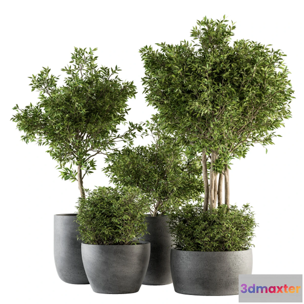 688236 - Outdoor Plant Set 223 - Plant in Pot Set