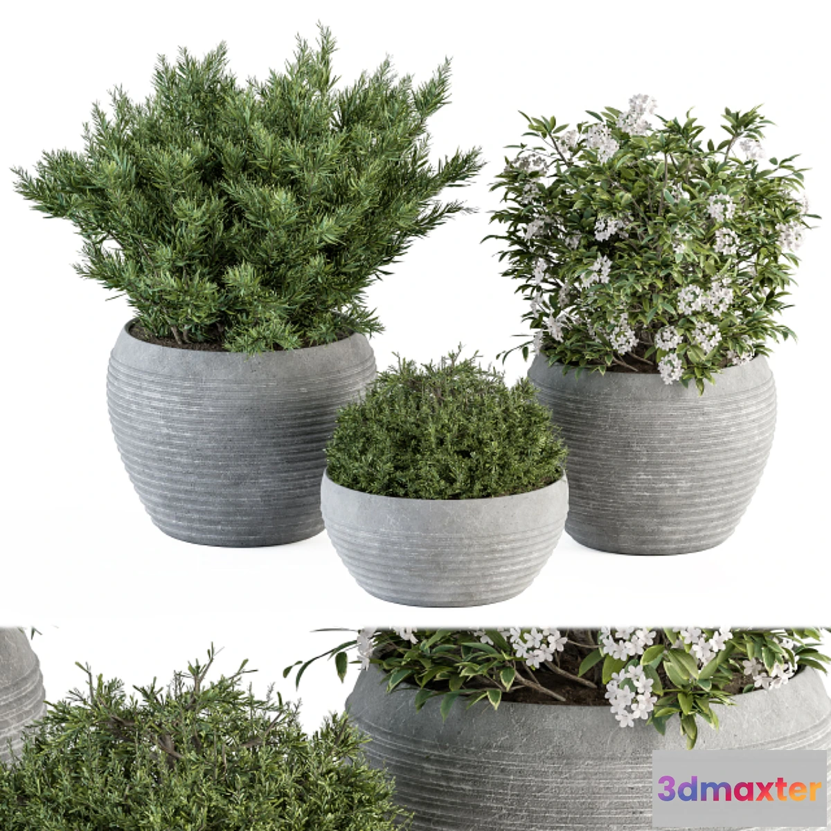 688238 - Outdoor Plant Set 301 - Plants in Gray Pot