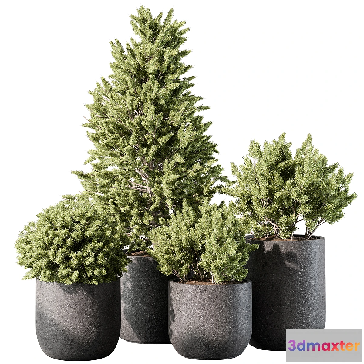 688252 - Outdoor Plant 496 - Pine Plants