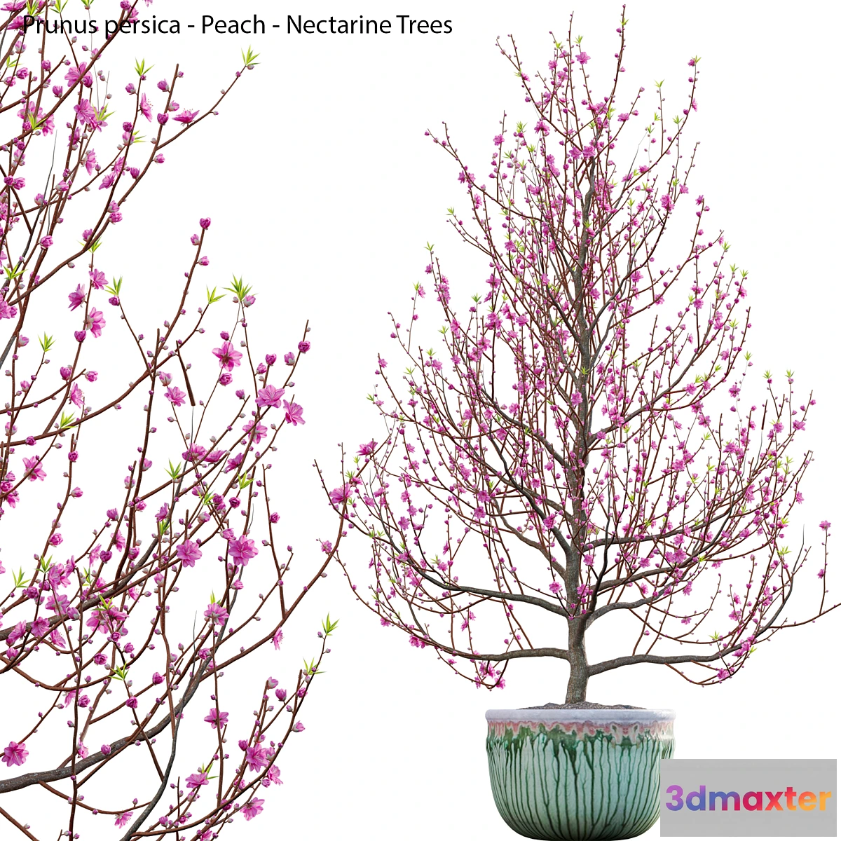 688254 - Prunus persica