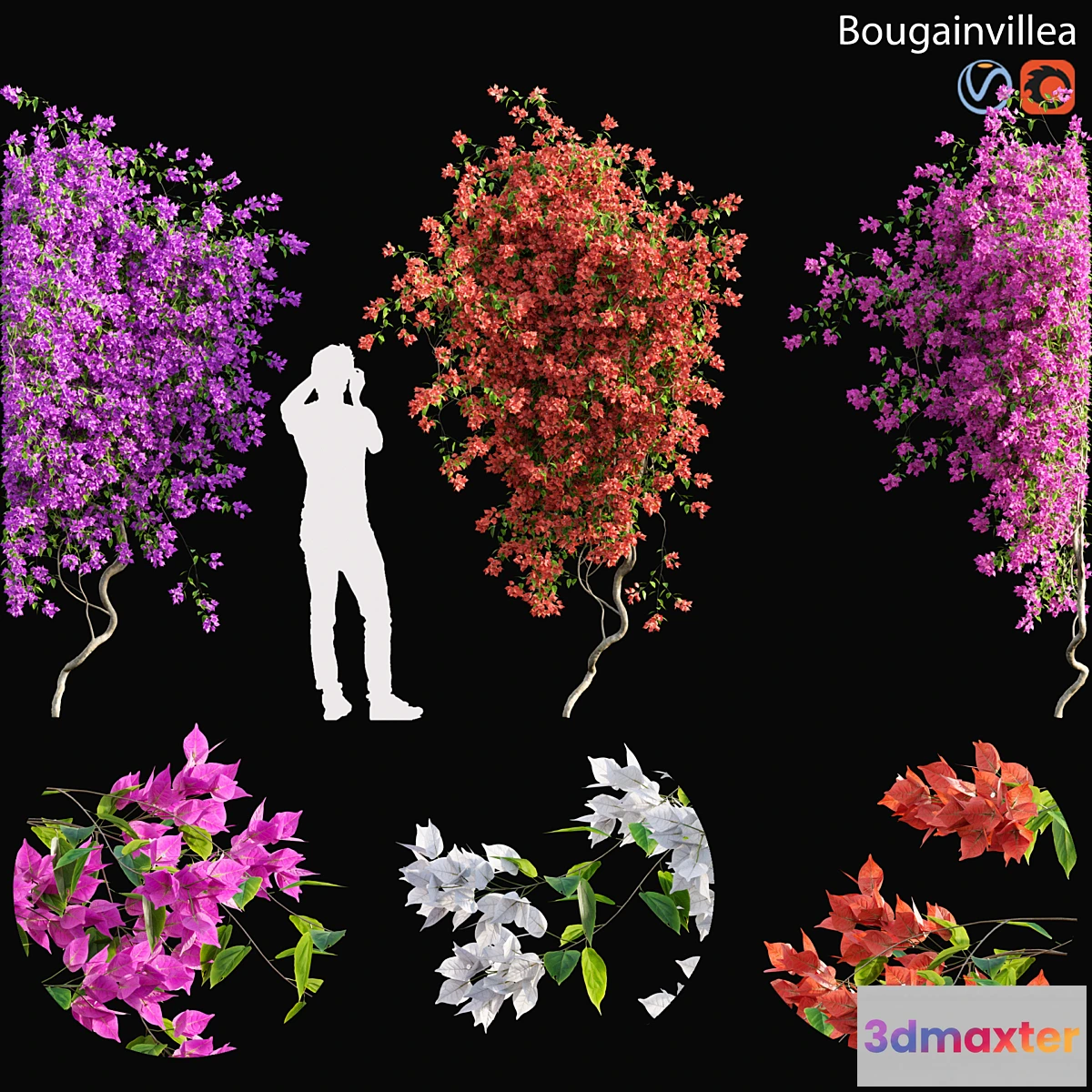 688274 - Bougainvillea - 03