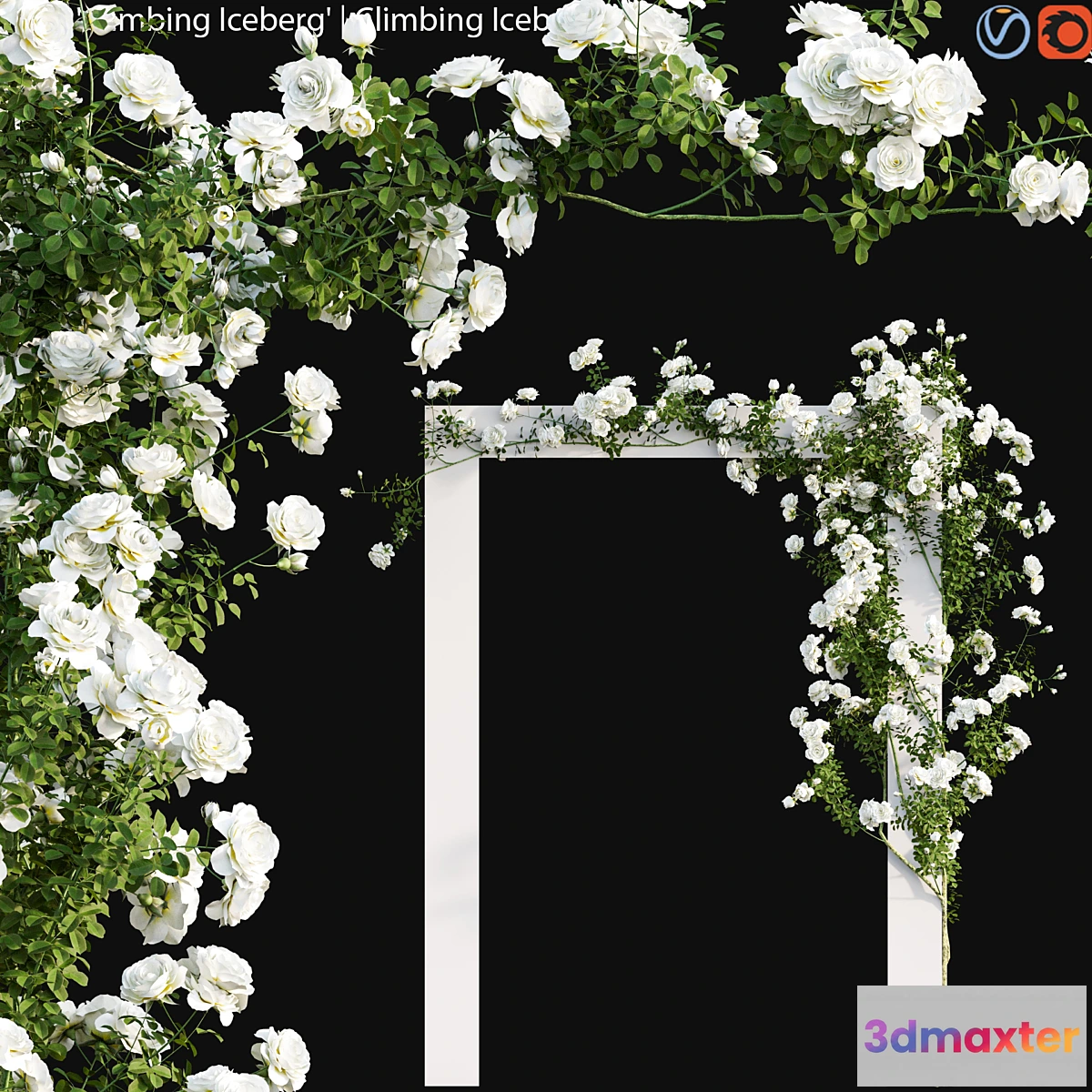 688280 - Climbing Iceberg Rose 01