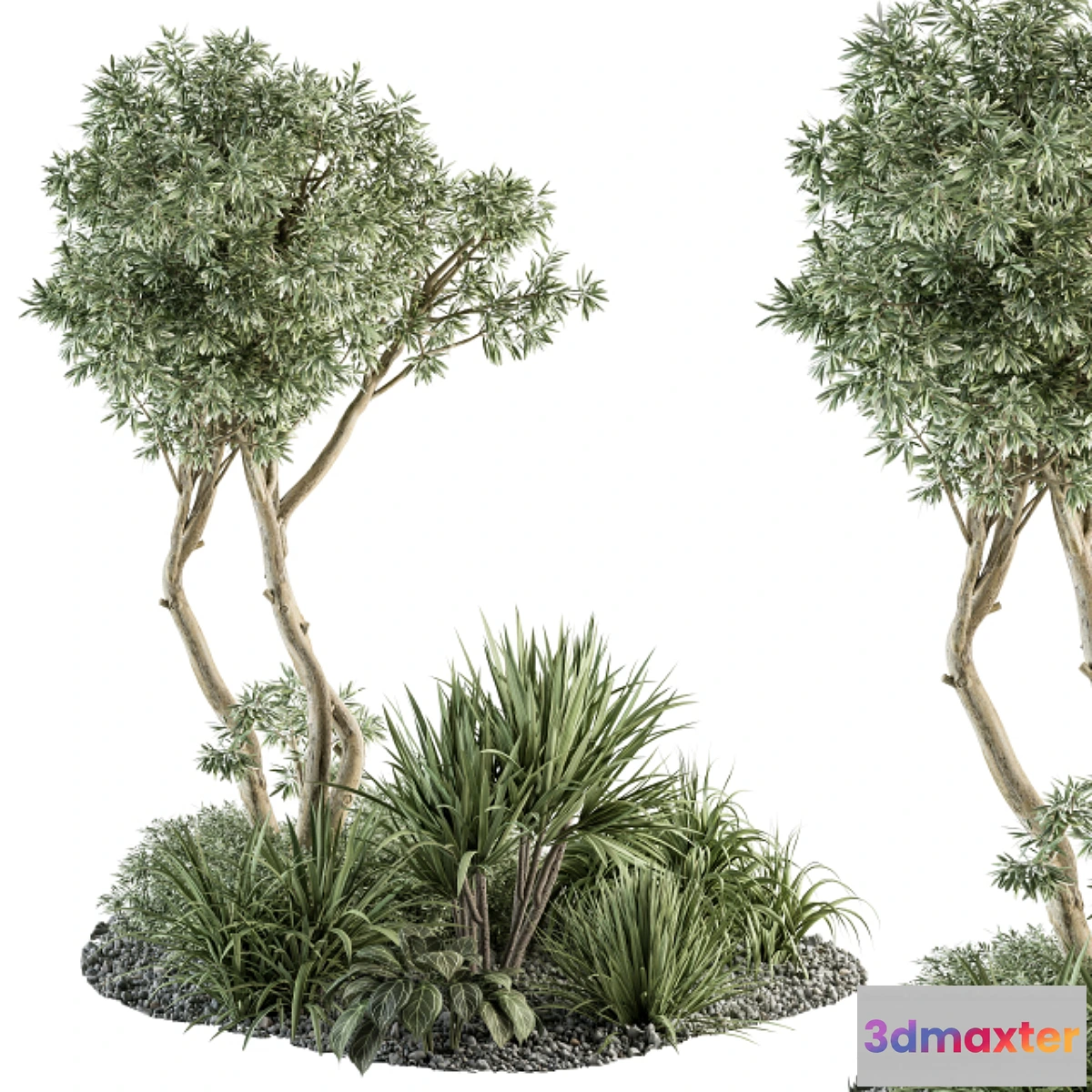 688282 - Needle tree and Bush - Outdoor Garden Set 305 - No.2