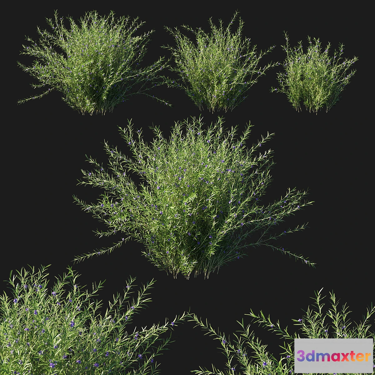 688286 - Rosemary creeping 02