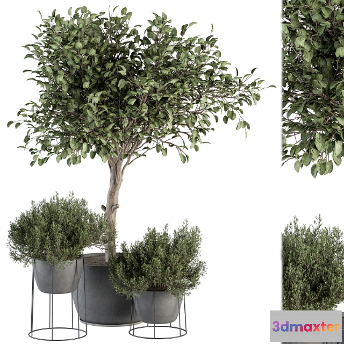 688290 - Outdoor Plant Set 323- Plant and Tree Set