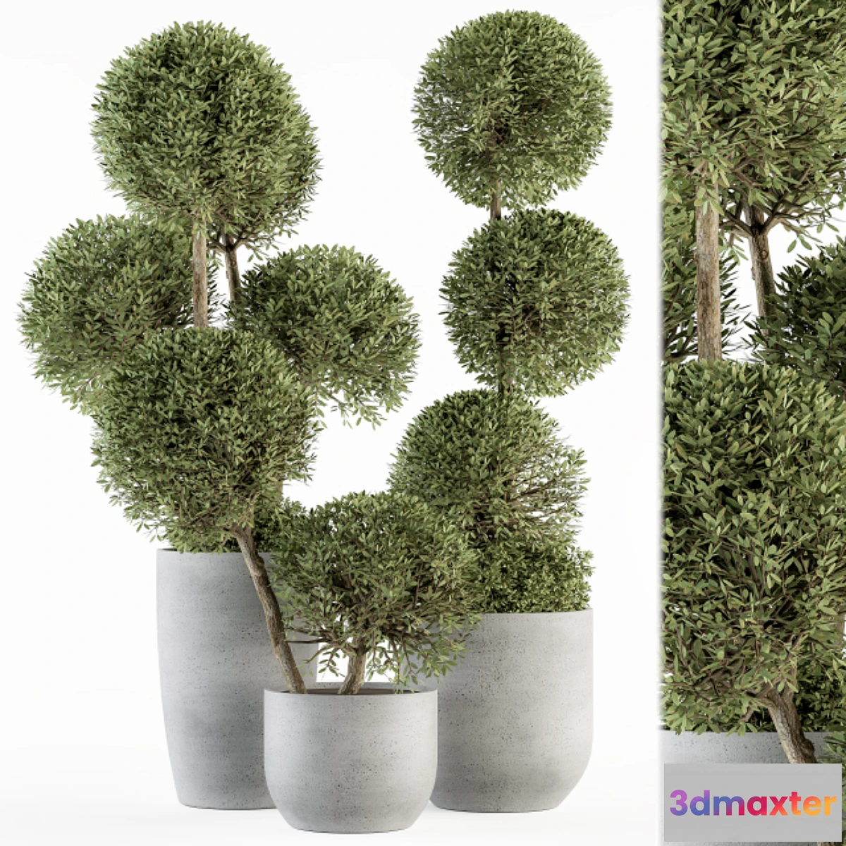 688292 - Outdoor Plant Set 234 - Topiary Ball in Pot