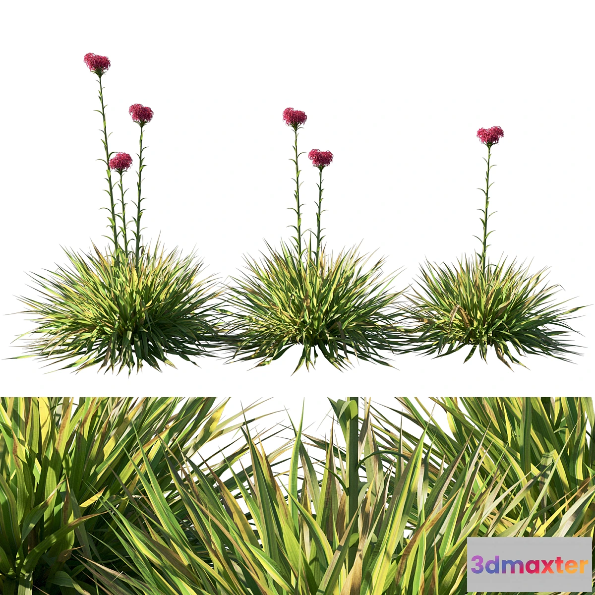 688294 - Doryanthes Excelsa_Gymea Lily