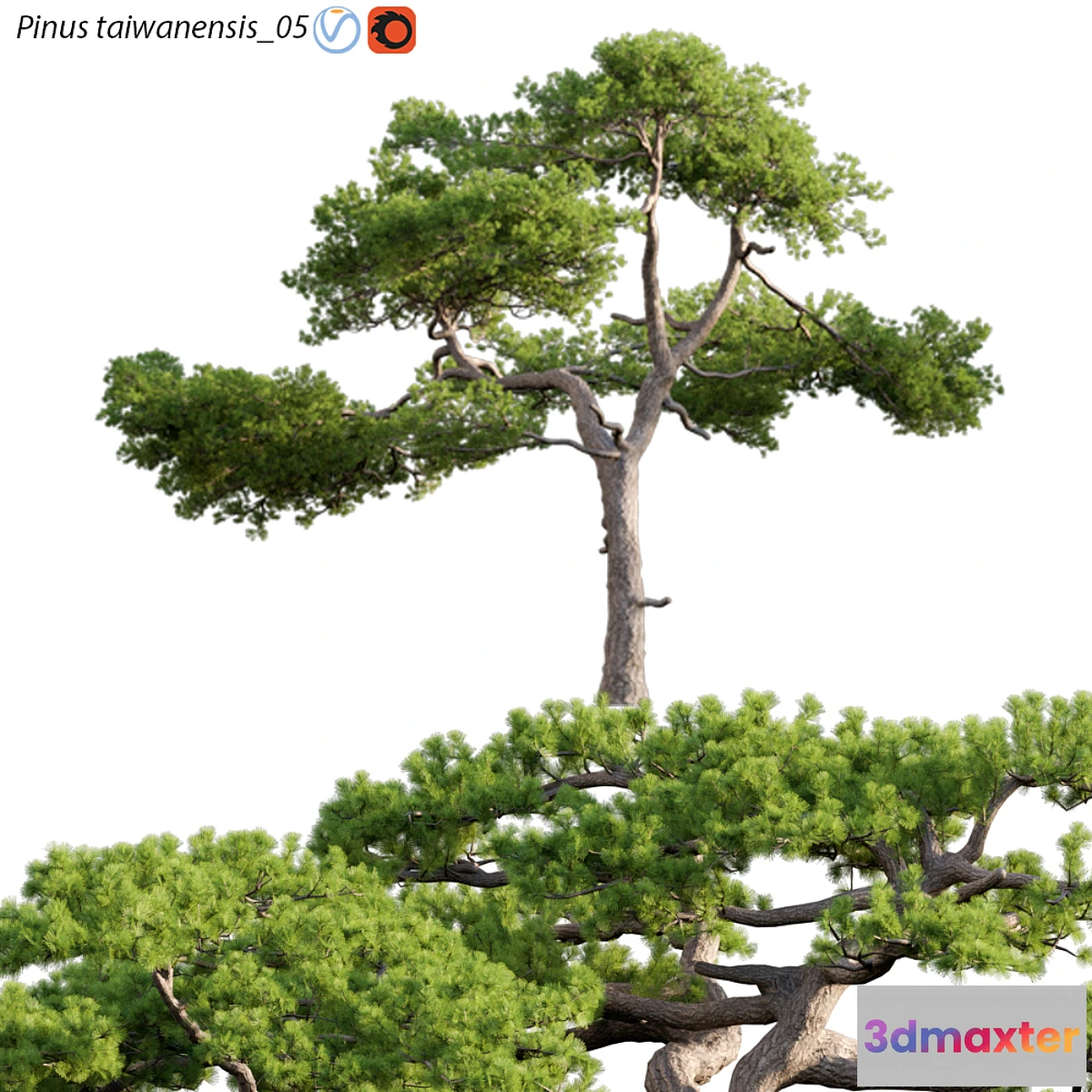 688300 - Pinus taiwanensis  Taiwan red pine  Pine  05