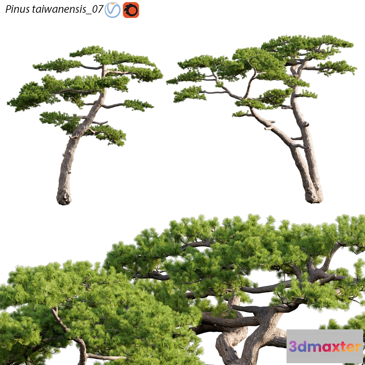 688302 - Pinus taiwanensis  Taiwan red pine  Pine  07