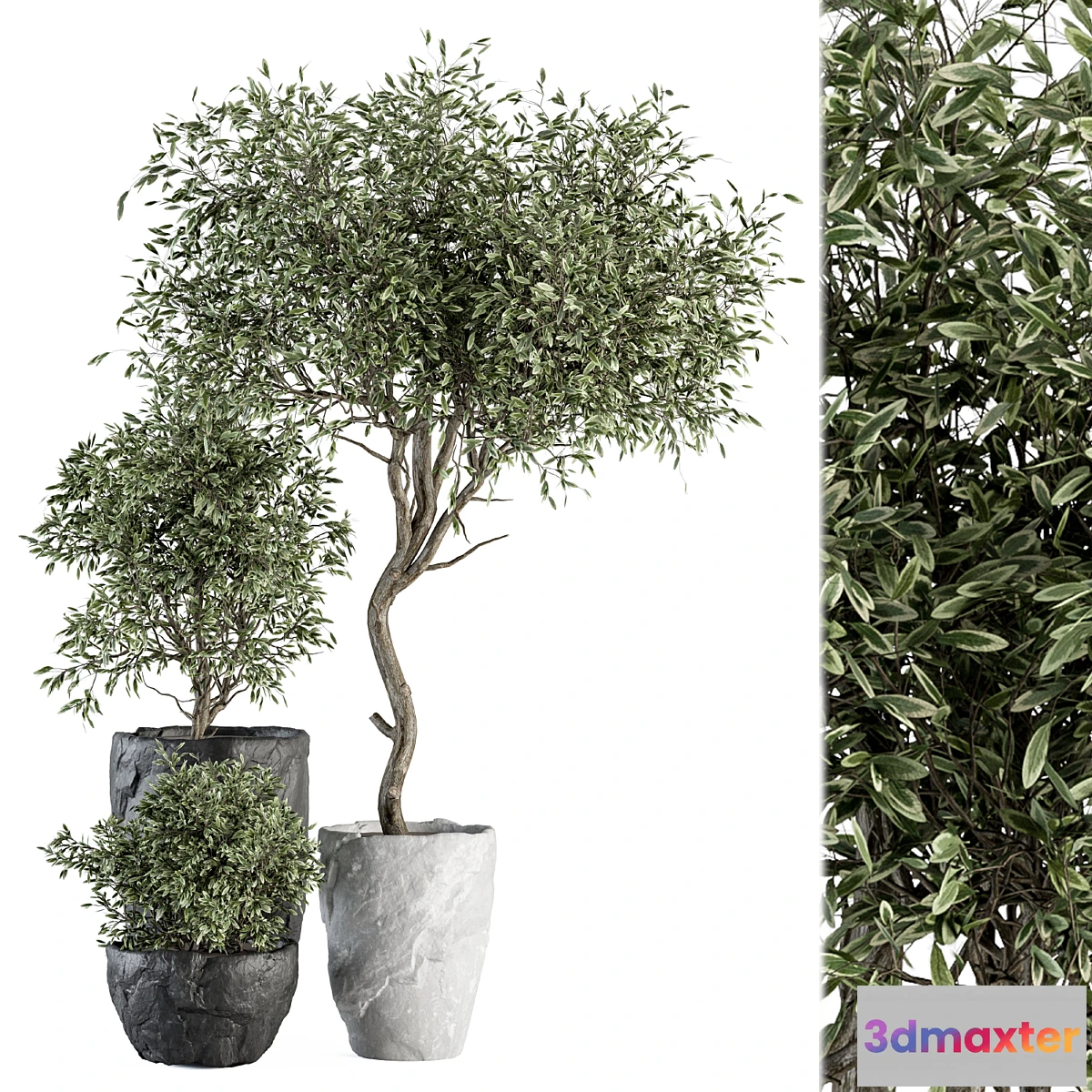 688306 - Outdoor Plant Set 363 - Plant Set in Stone Pot - No.2