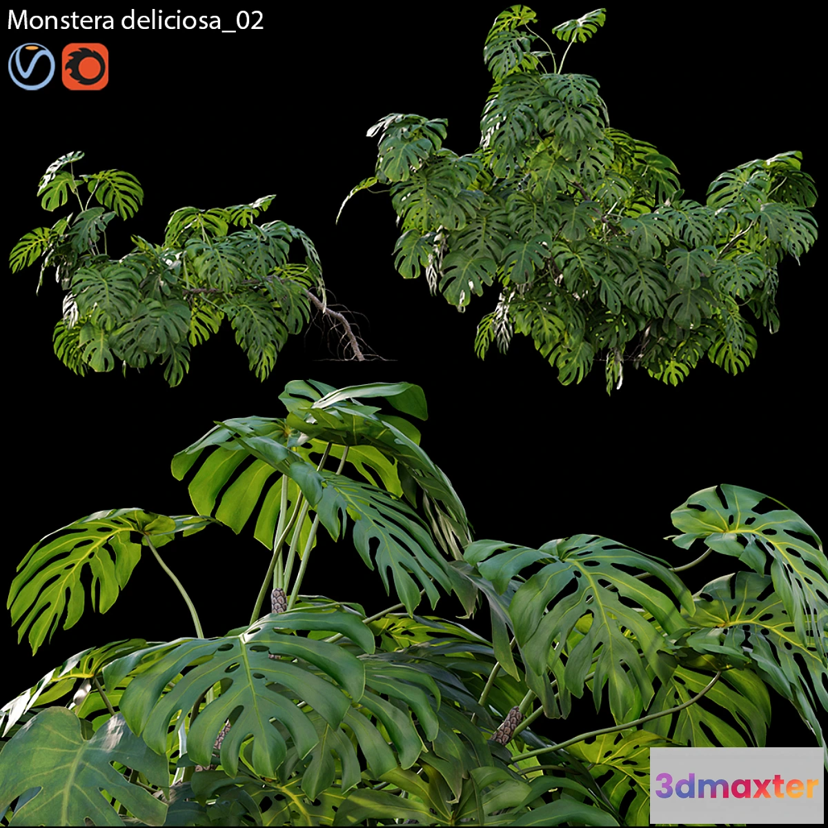 688312 - Monstera deliciosa 02