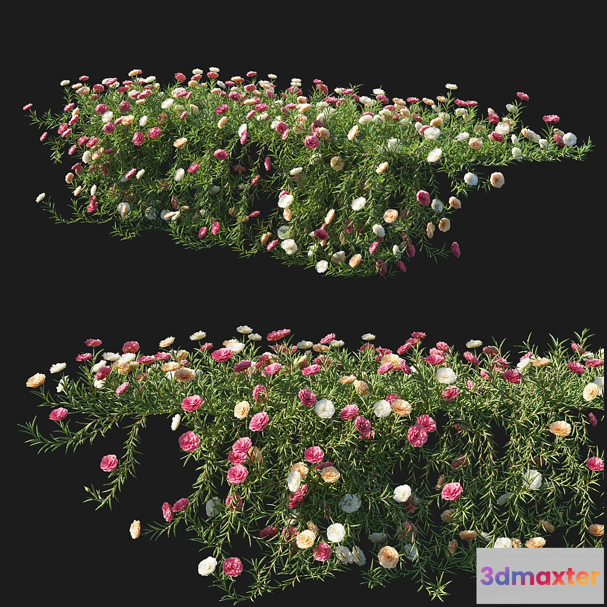 688316 - Portulaca grandiflora 05