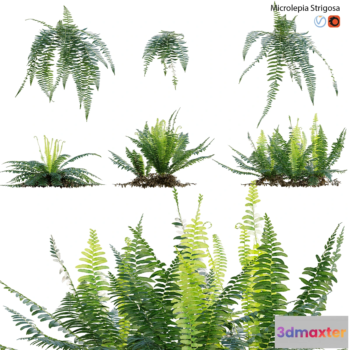 688318 - Microlepia strigosa - Fern