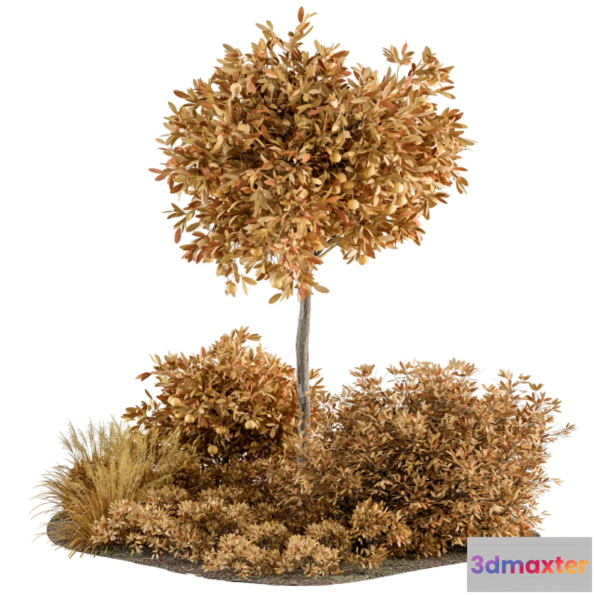 688322 - Fall tree and Palm Bush - Outdoor Garden Set 321