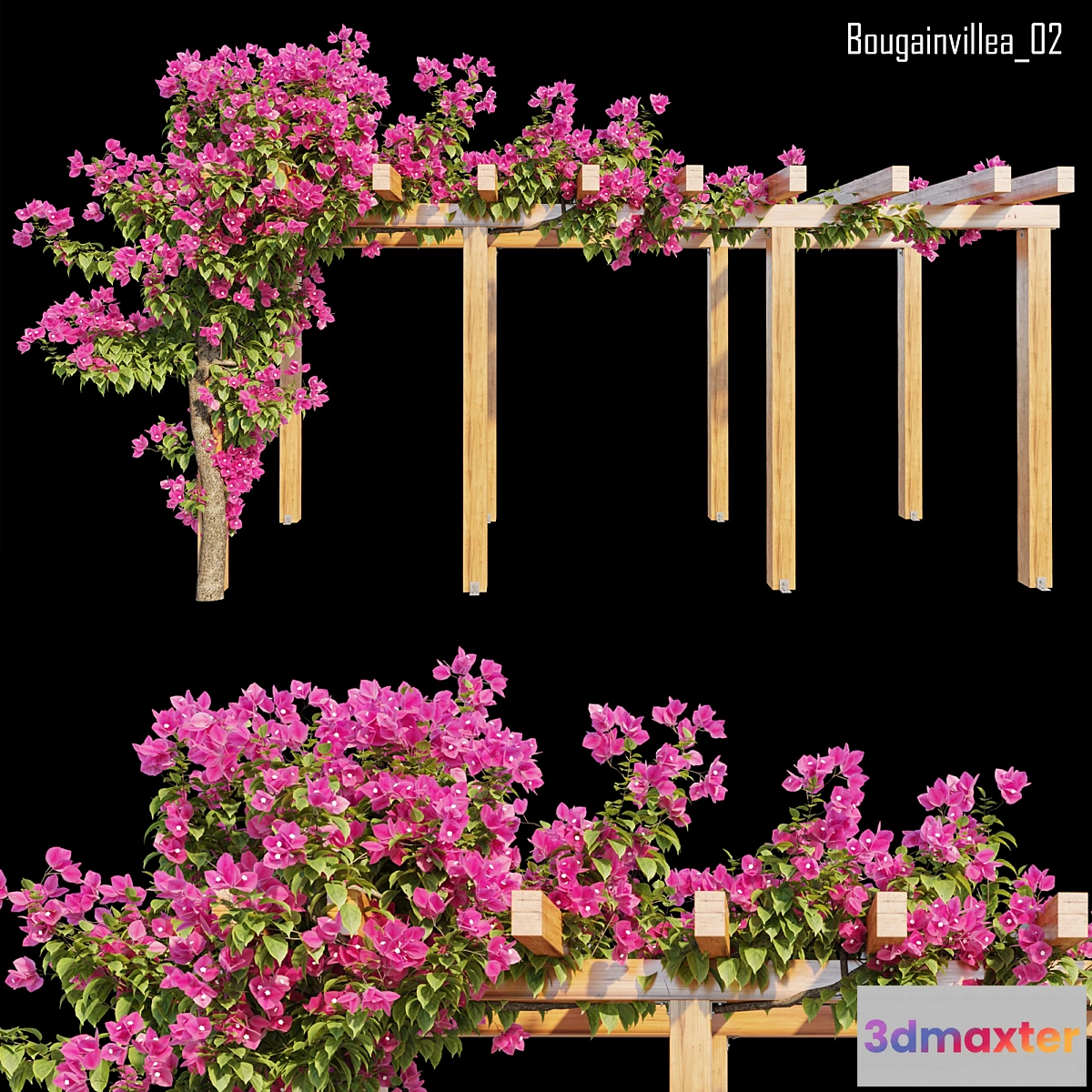 688324 - Bougainvillea 02