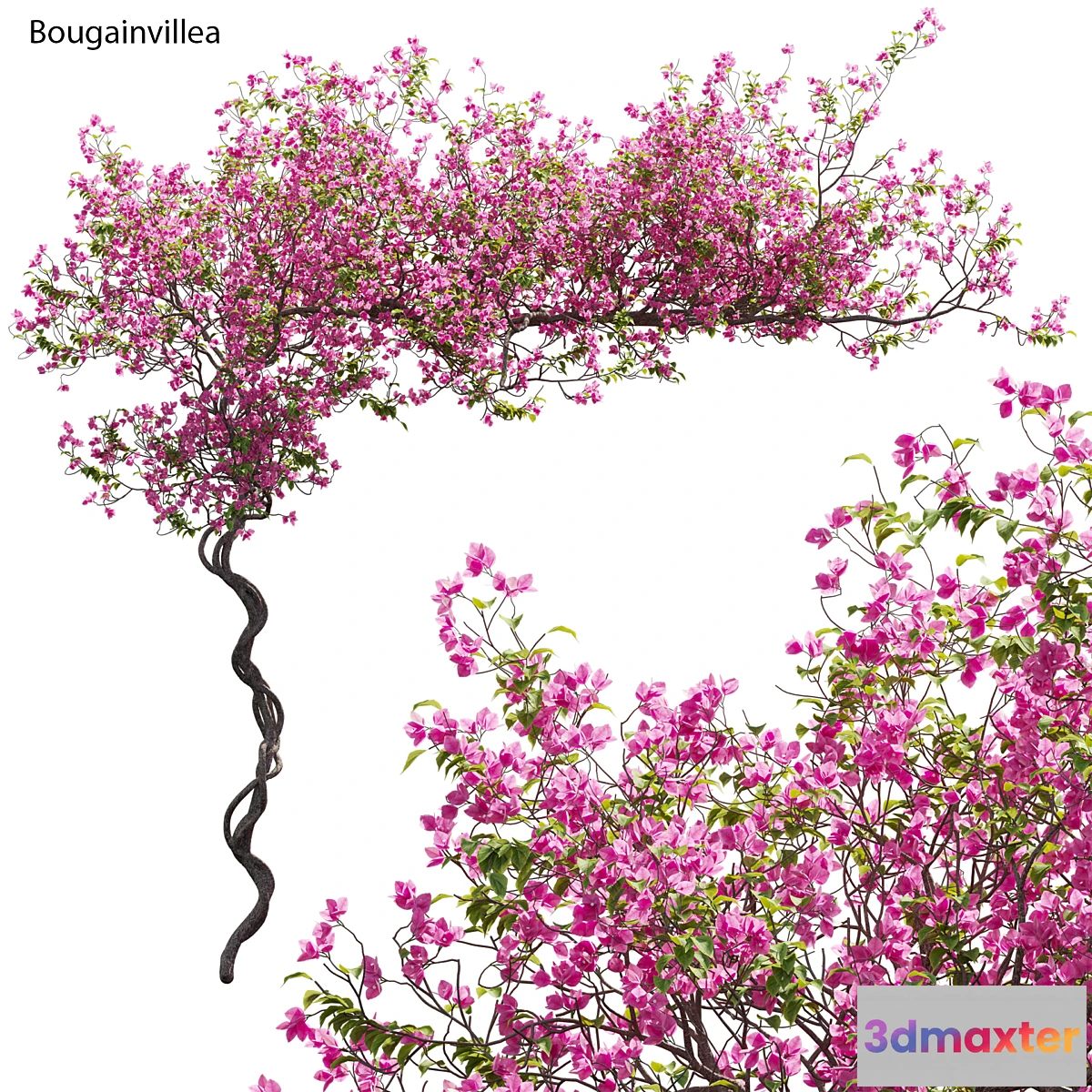 688332 - Bougainvillea 11