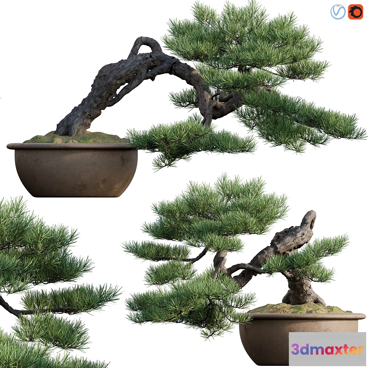 688346 - Pine bonsai 03