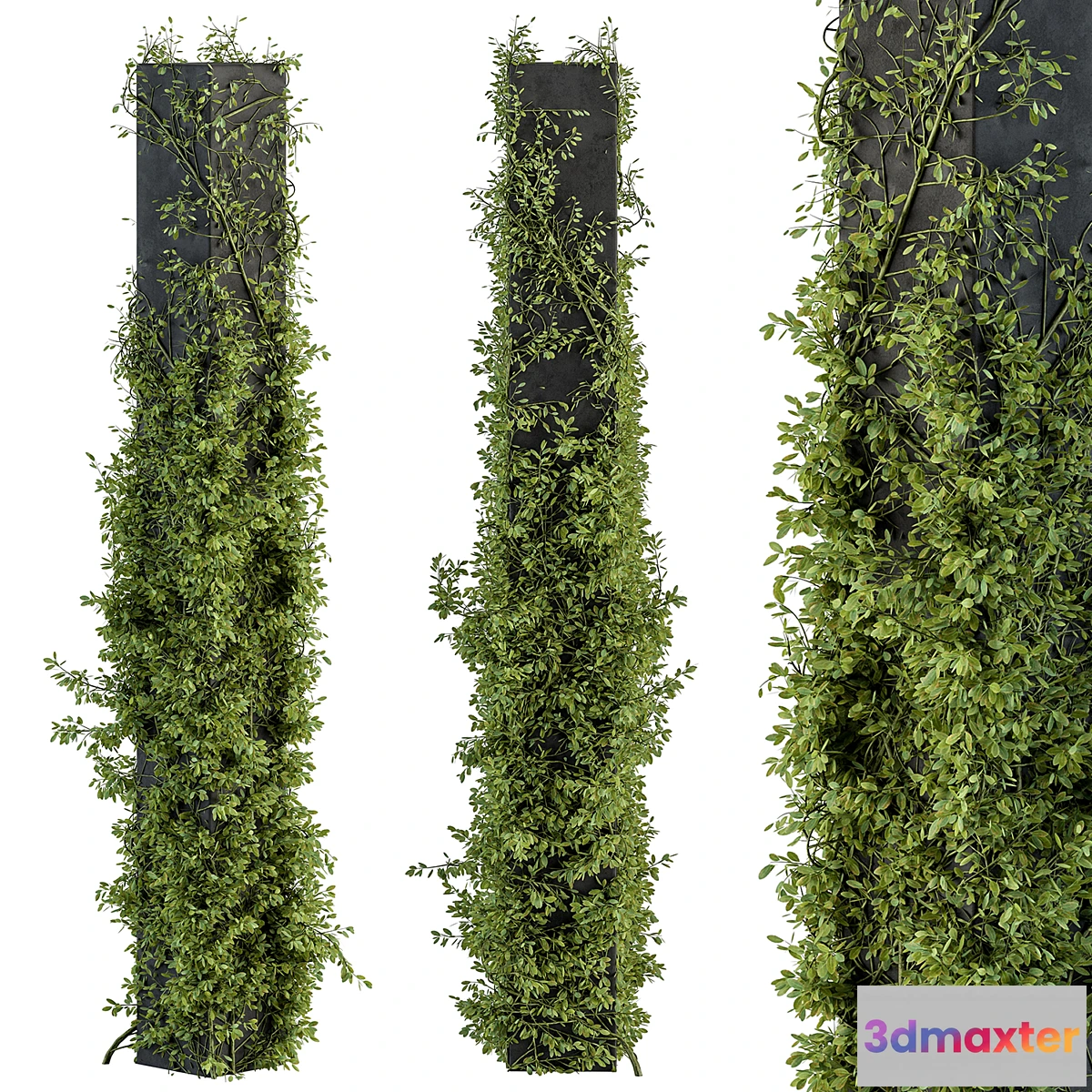 688354 - Outdoor Plant Set 394 - ivy on Column