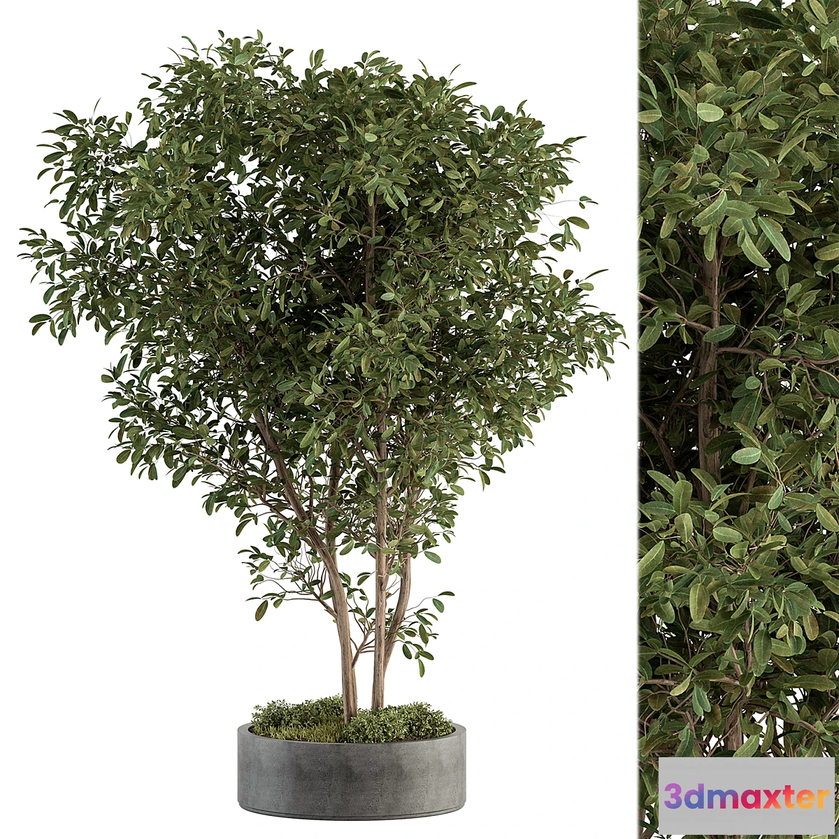 688376 - Outdoor Plant Set 405- Plant Set in Concrete Pot