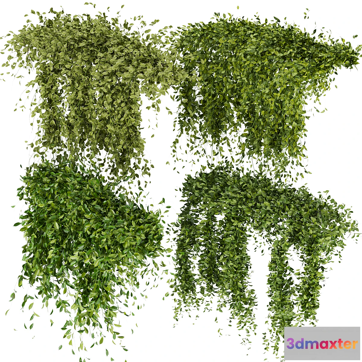 688380 - Collection Plant Vol 293 - Fitowall - Leaf - Ivy