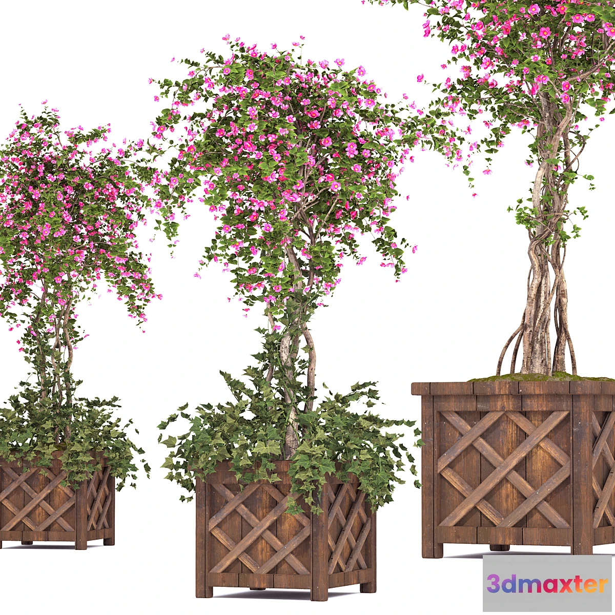 688392 - spring outdoor plants 03