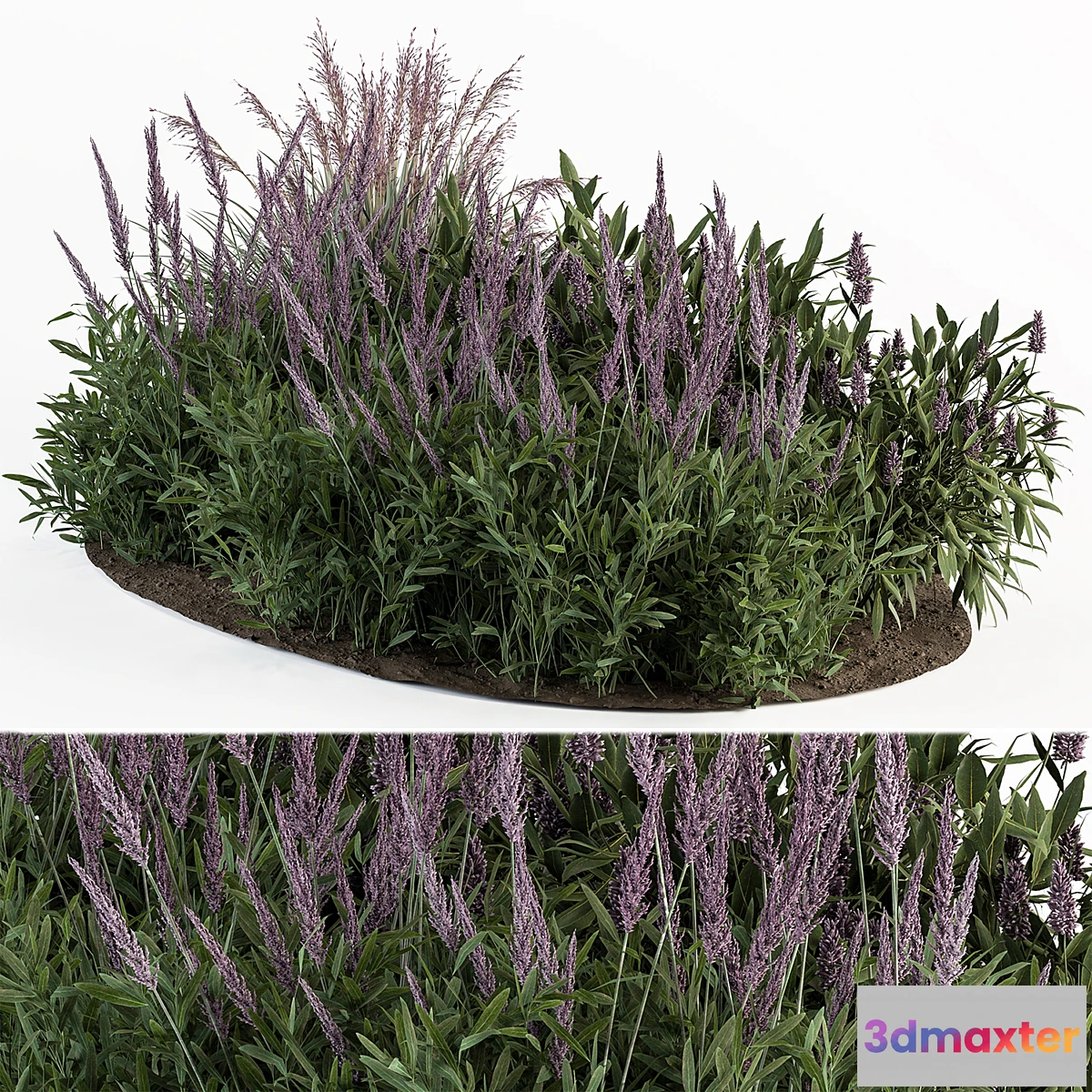 688414 - Garden Set Lavender Bush Plants - Outdoor Plants Set 413