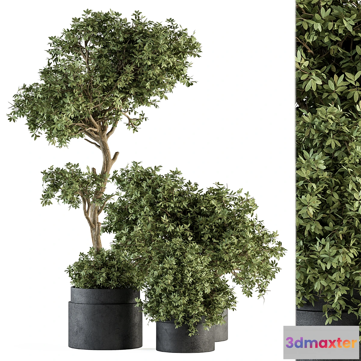 688416 - Outdoor Plant Set 373 - Plant Set in Concrete Pot