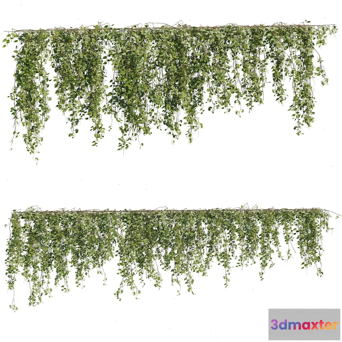 688430 - Ivy Plants 05