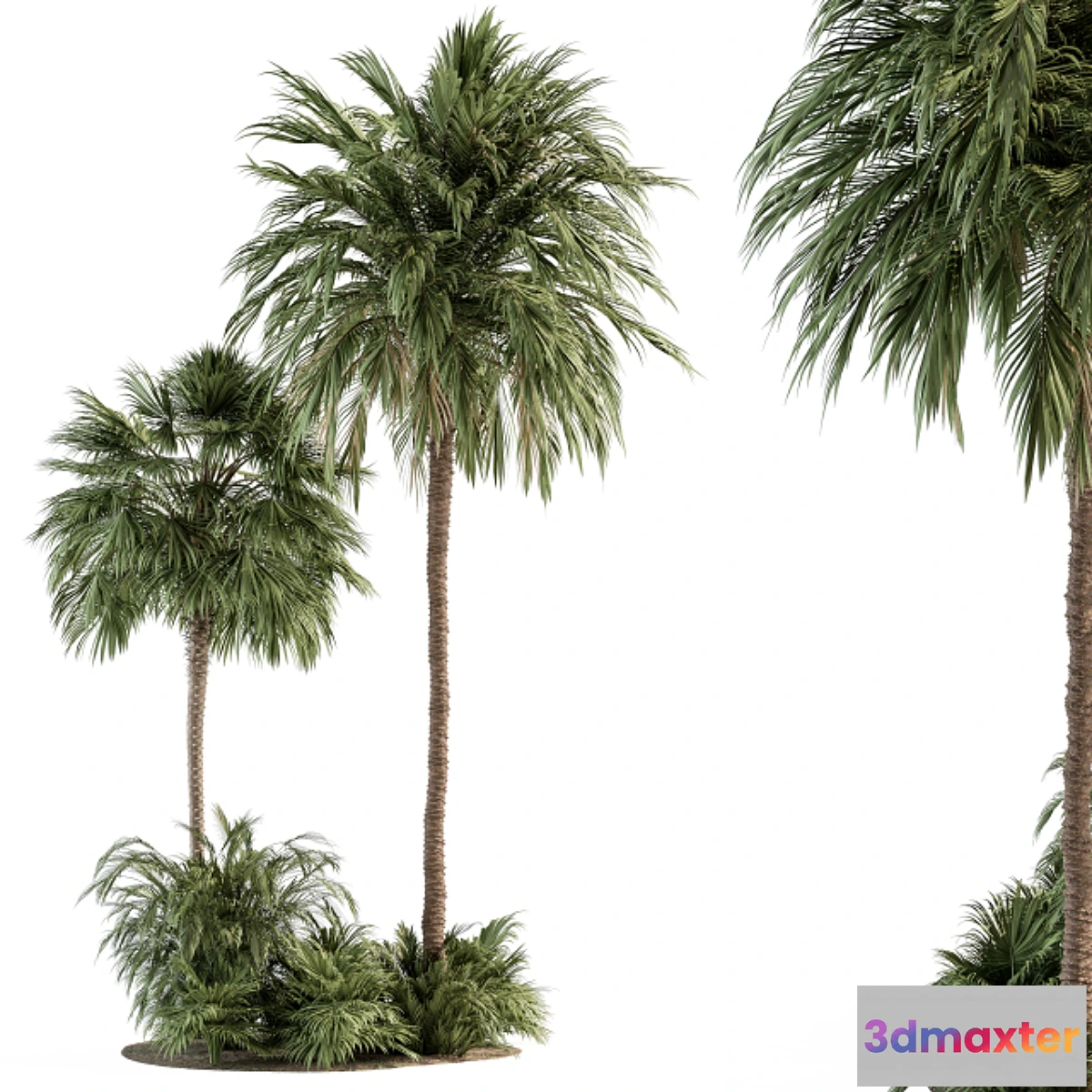 688432 - Garden set Tropical Plants - Garden Set 28