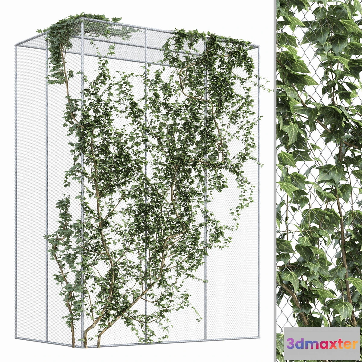 688450 - Ivy on fence 2