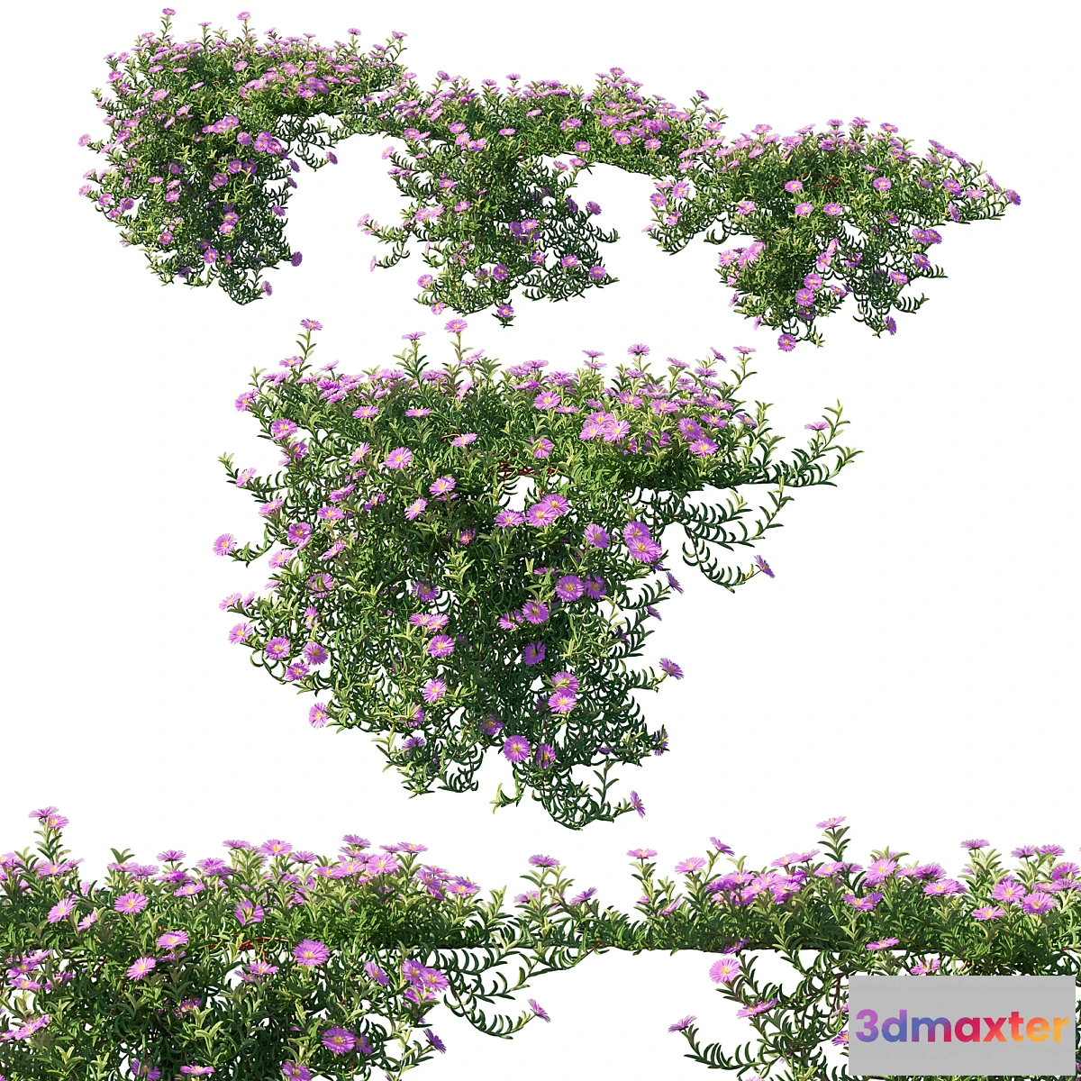 688472 - Aussie Rambler 02