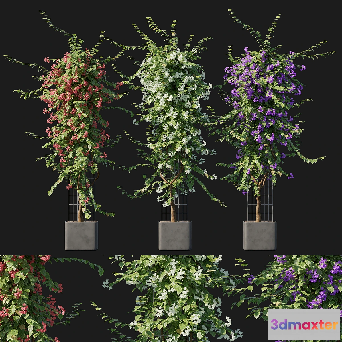 688478 - Bougainvillea 09