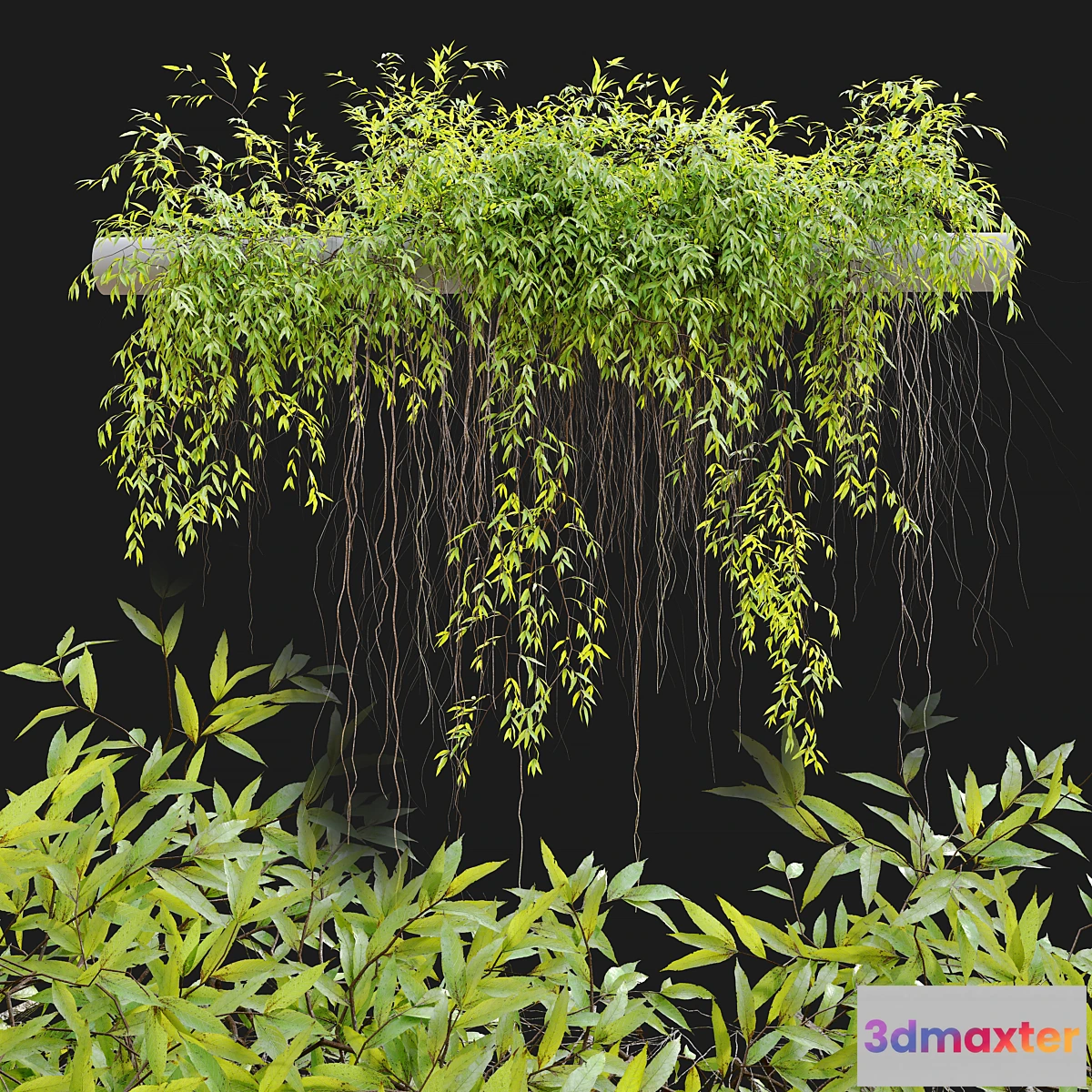 688486 - Hanging Plant 25