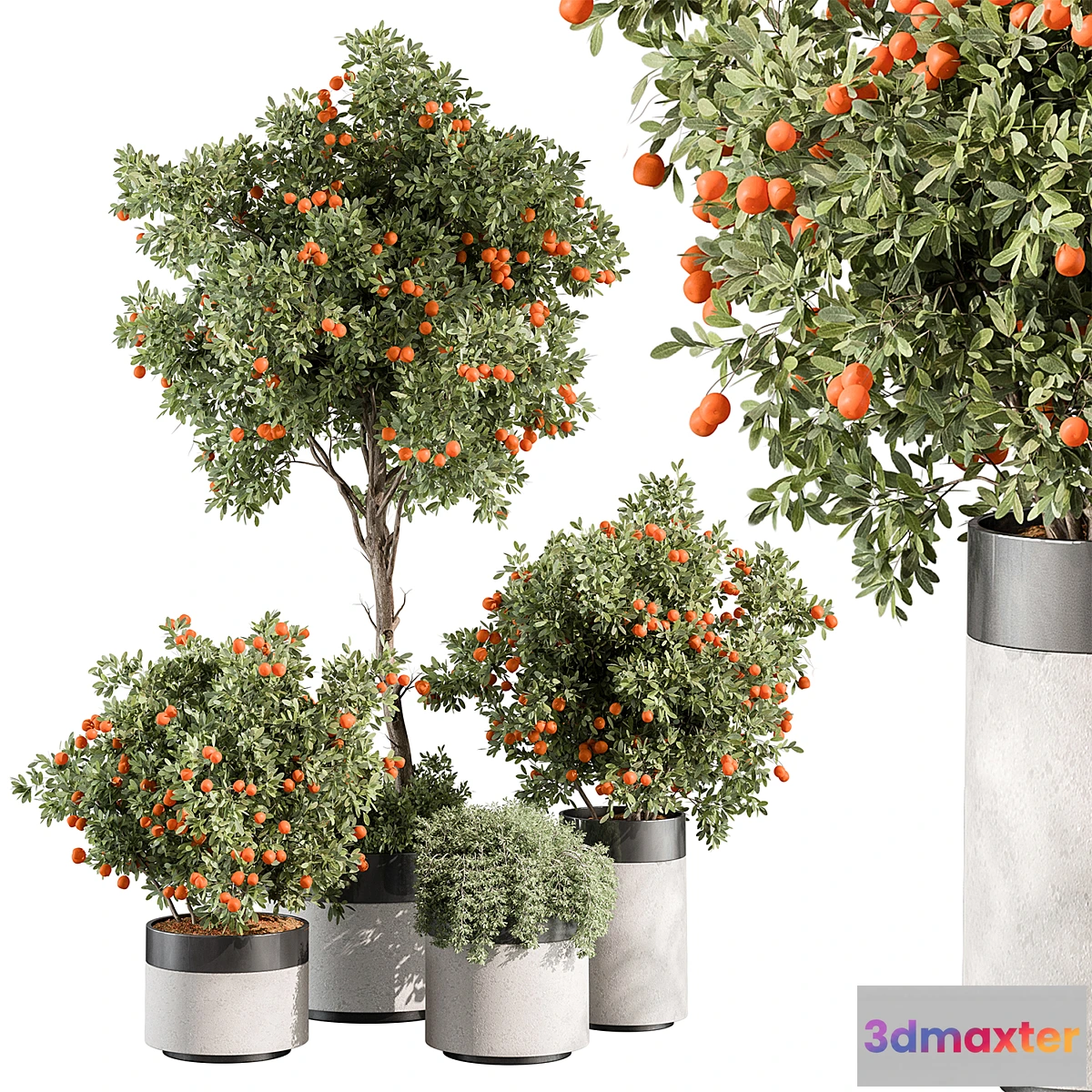 688494 - Outdoor Plant 513 - Orange Tree