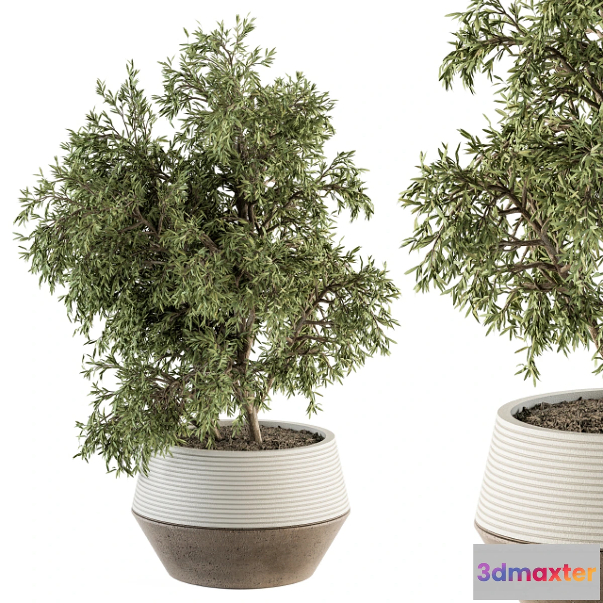 688498 - indoor Plant Set 285 - Plants Set in pot